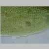 Leaf Base 40er 01.jpg